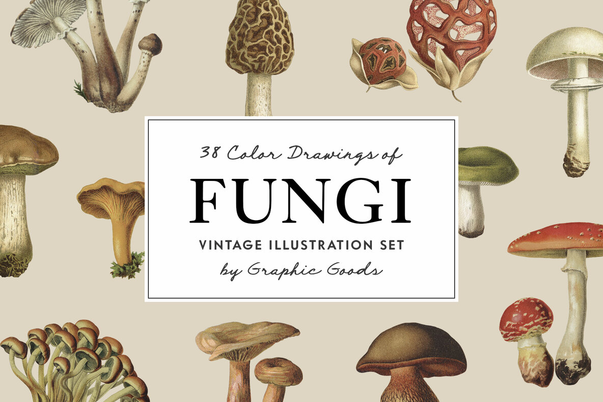 Download Fungi Vintage Mushroom Illustrations Graphics - Image 1